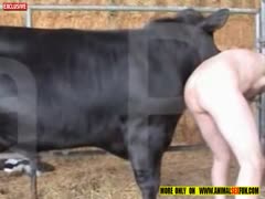 Amateur gay bestiality - bull fuck gay